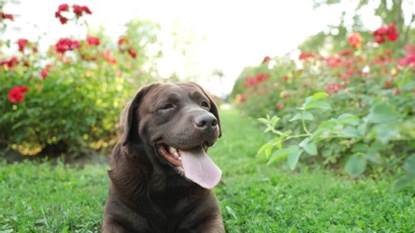 Photo of Funny Chocolate Labrador Retriever near flowers in green summer park