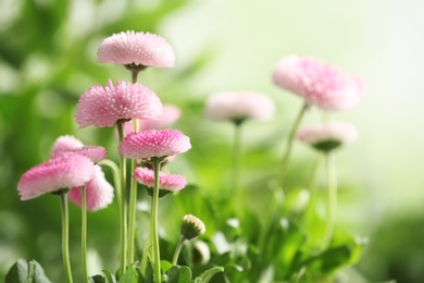 Beautiful blooming daisies against blurred background, space for text. Spring flowers