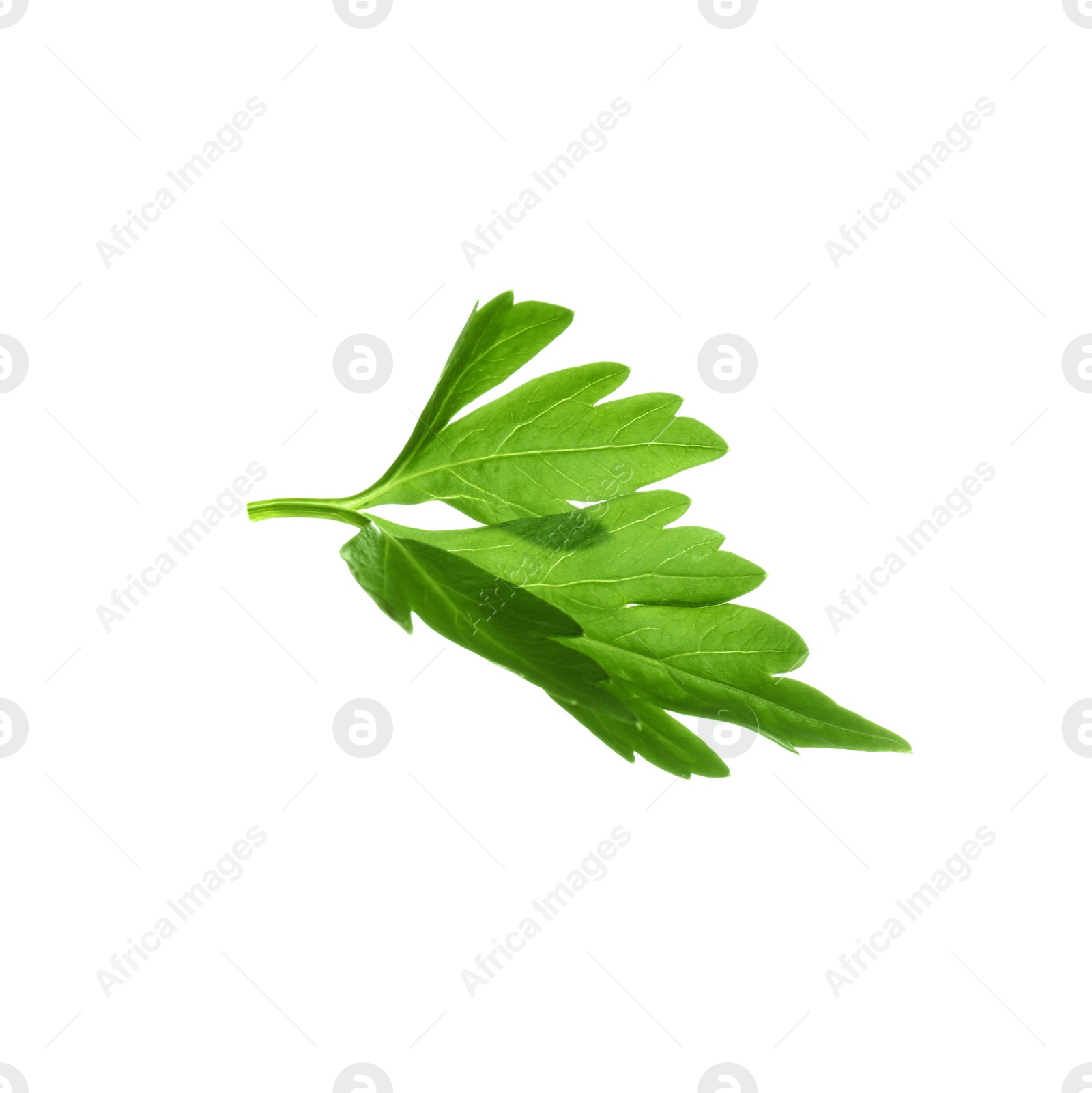 Photo of Fresh green organic parsley on white background