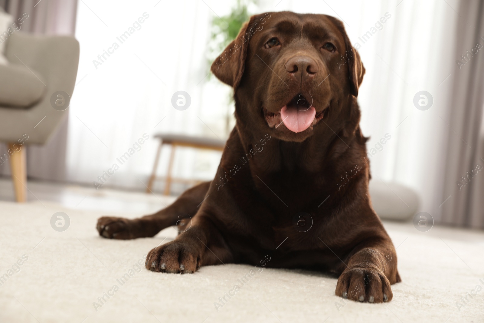 Photo of Chocolate labrador retriever lying on floor indoors