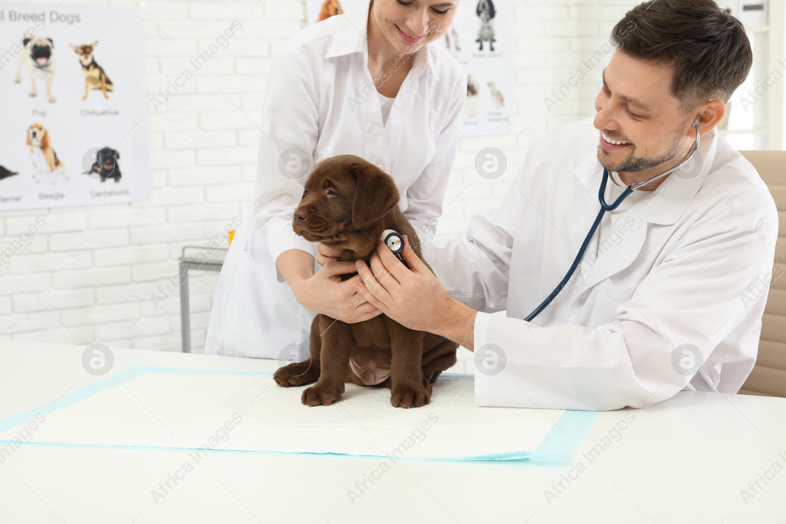 Photo of Veterinarian and his assistant examining cute Labrador puppy in clinic