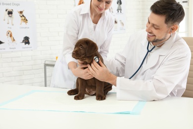 Veterinarian and his assistant examining cute Labrador puppy in clinic