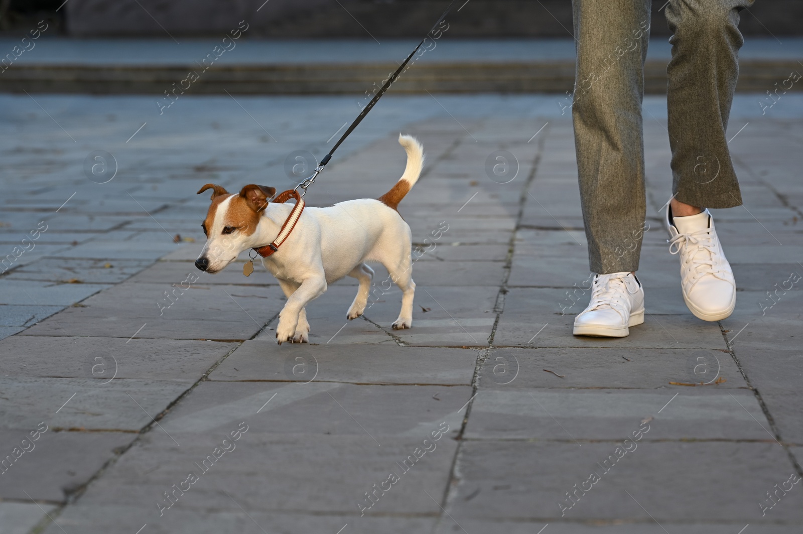 Photo of Man with adorable Jack Russell Terrier on city street, closeup. Dog walking