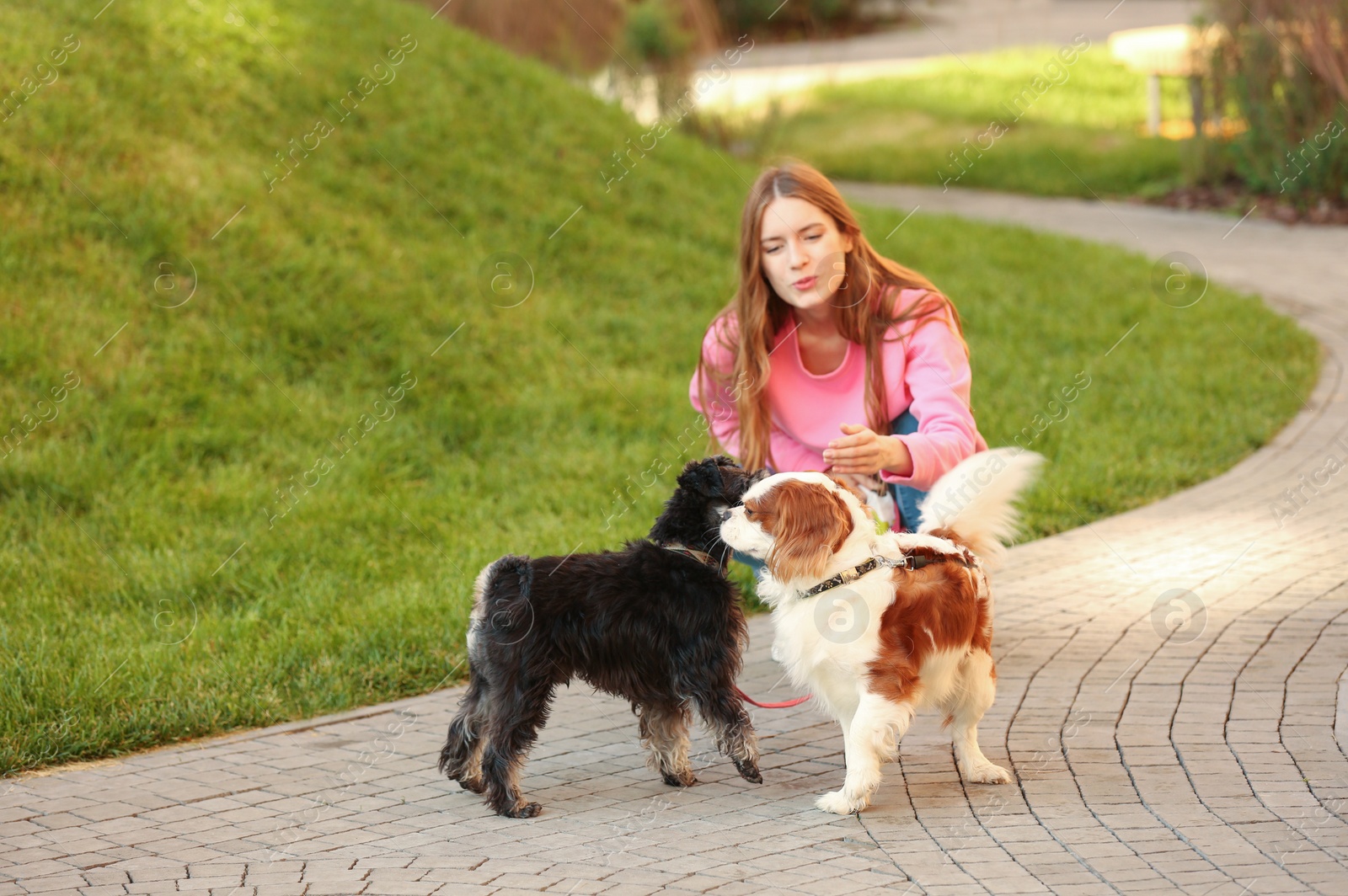 Photo of Woman walking Miniature Schnauzer and Cavalier King Charles Spaniel dogs in park