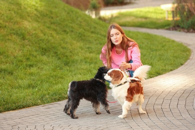 Woman walking Miniature Schnauzer and Cavalier King Charles Spaniel dogs in park
