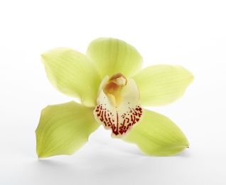 Photo of Beautiful tropical orchid flower on white background