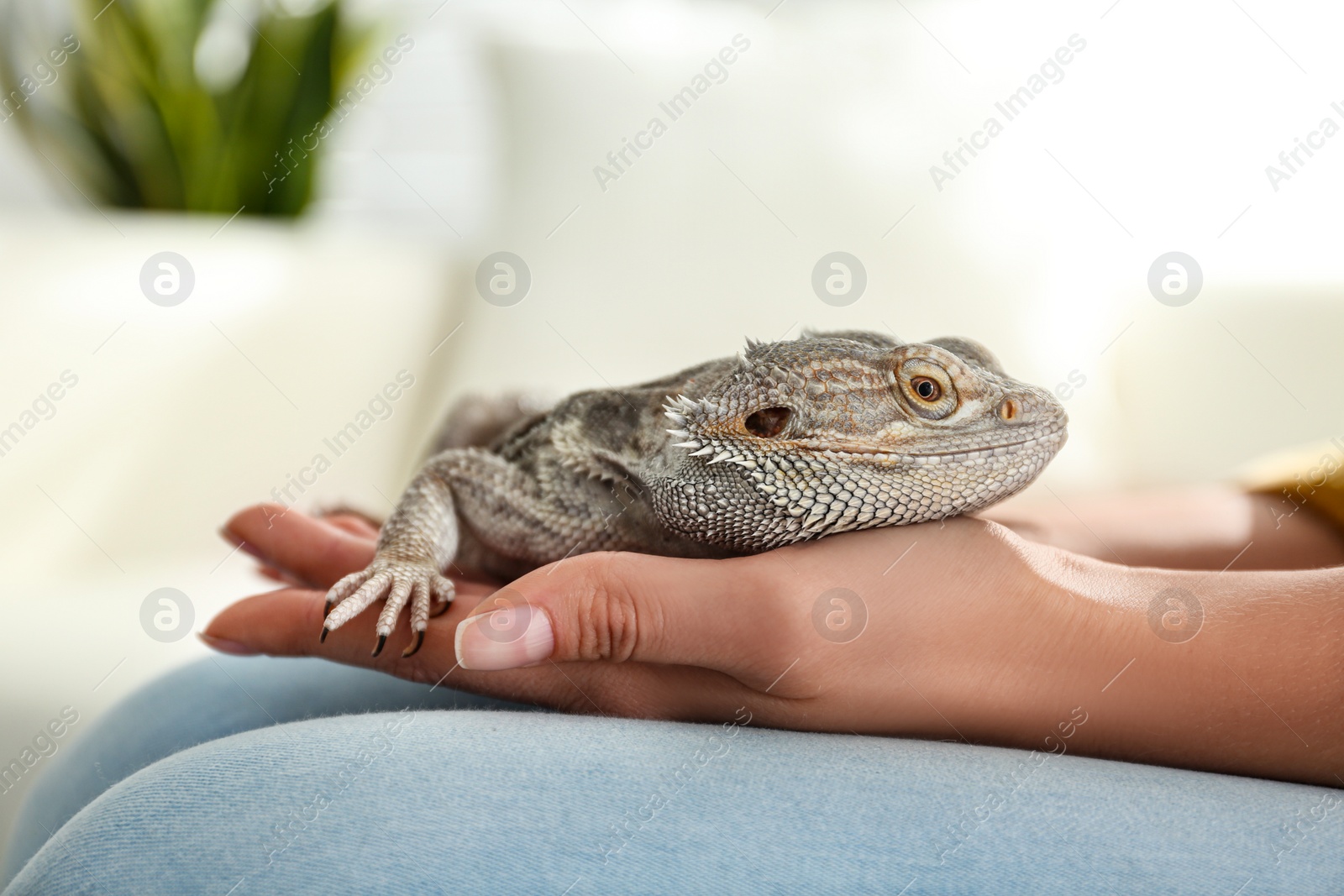 Photo of Young woman with bearded lizard at home, closeup. Exotic pet