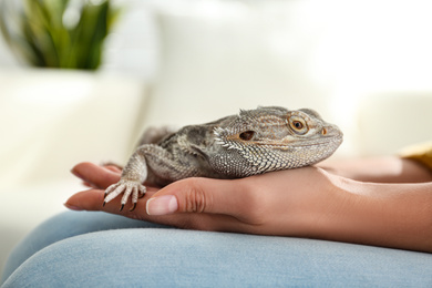 Young woman with bearded lizard at home, closeup. Exotic pet