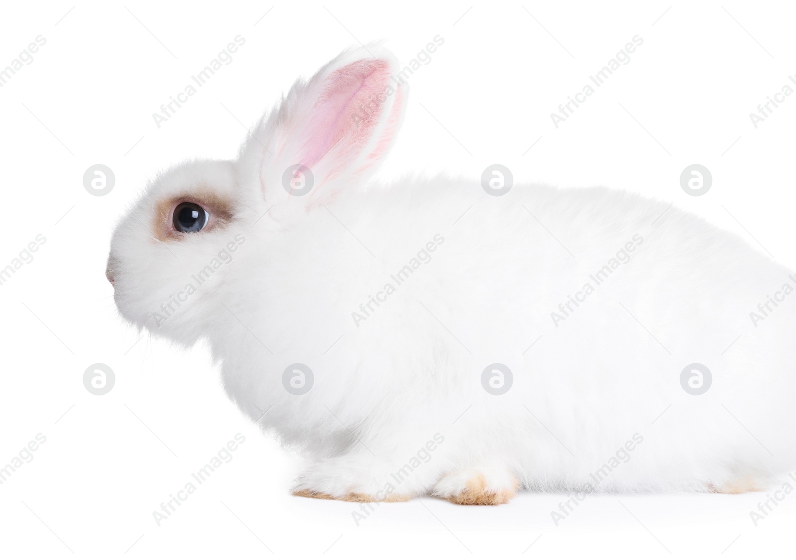 Photo of Fluffy rabbit on white background. Cute pet