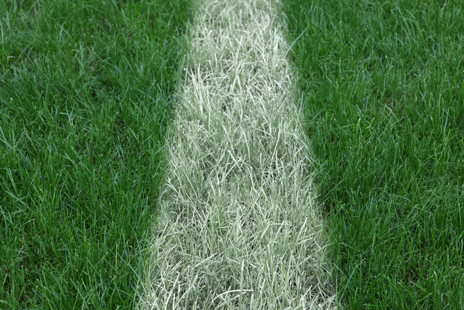 Image of Green grass with white marking, closeup view