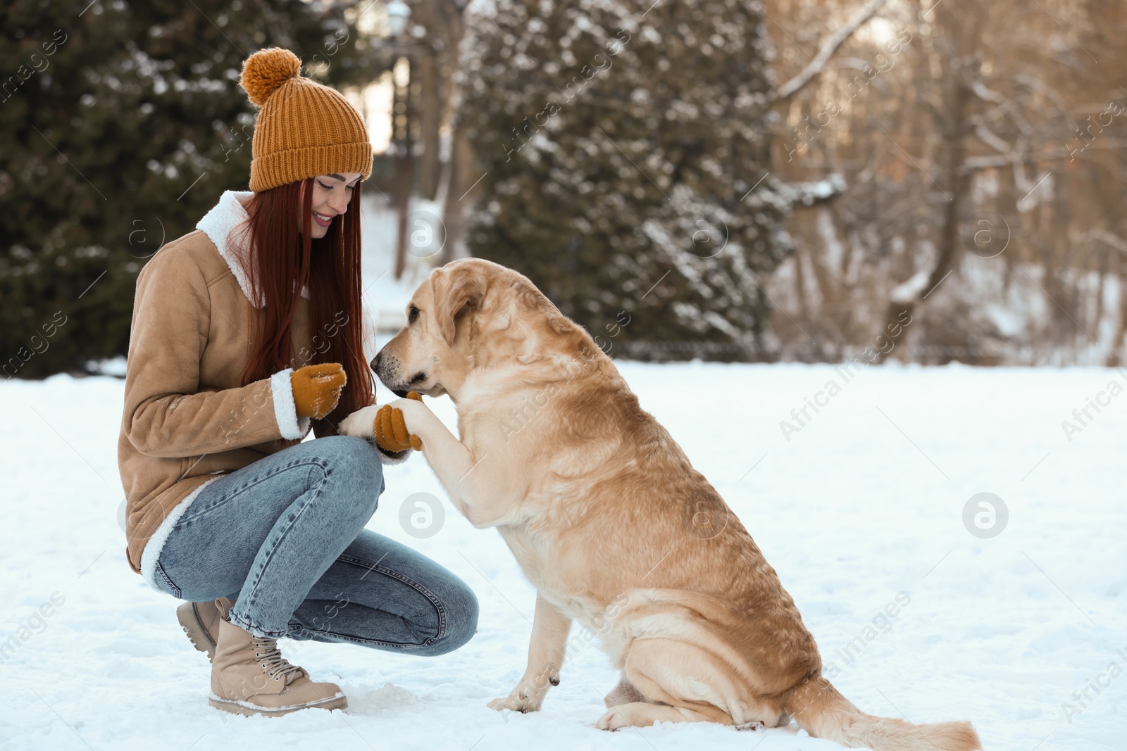 Photo of Adorable Labrador Retriever giving paw to beautiful young woman on winter day outdoors