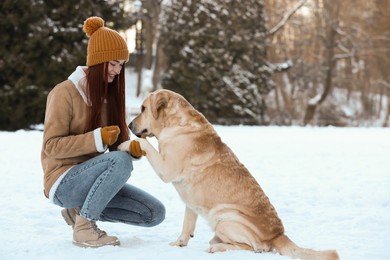 Photo of Adorable Labrador Retriever giving paw to beautiful young woman on winter day outdoors