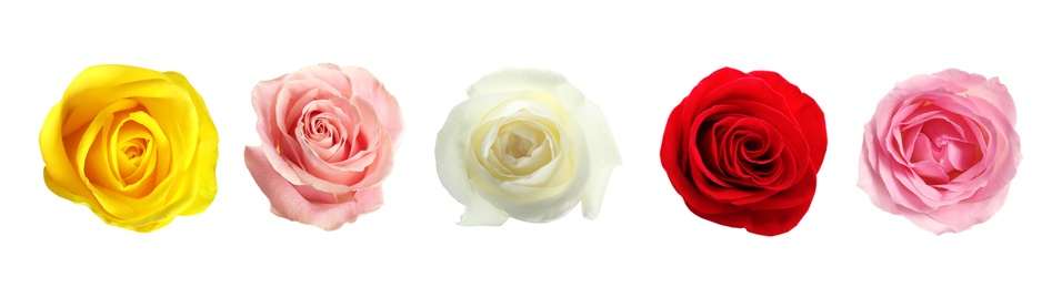 Set of different roses on white background. Banner design