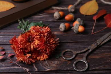 Photo of Beautiful chrysanthemum flowers, acorns and scissors on wooden table