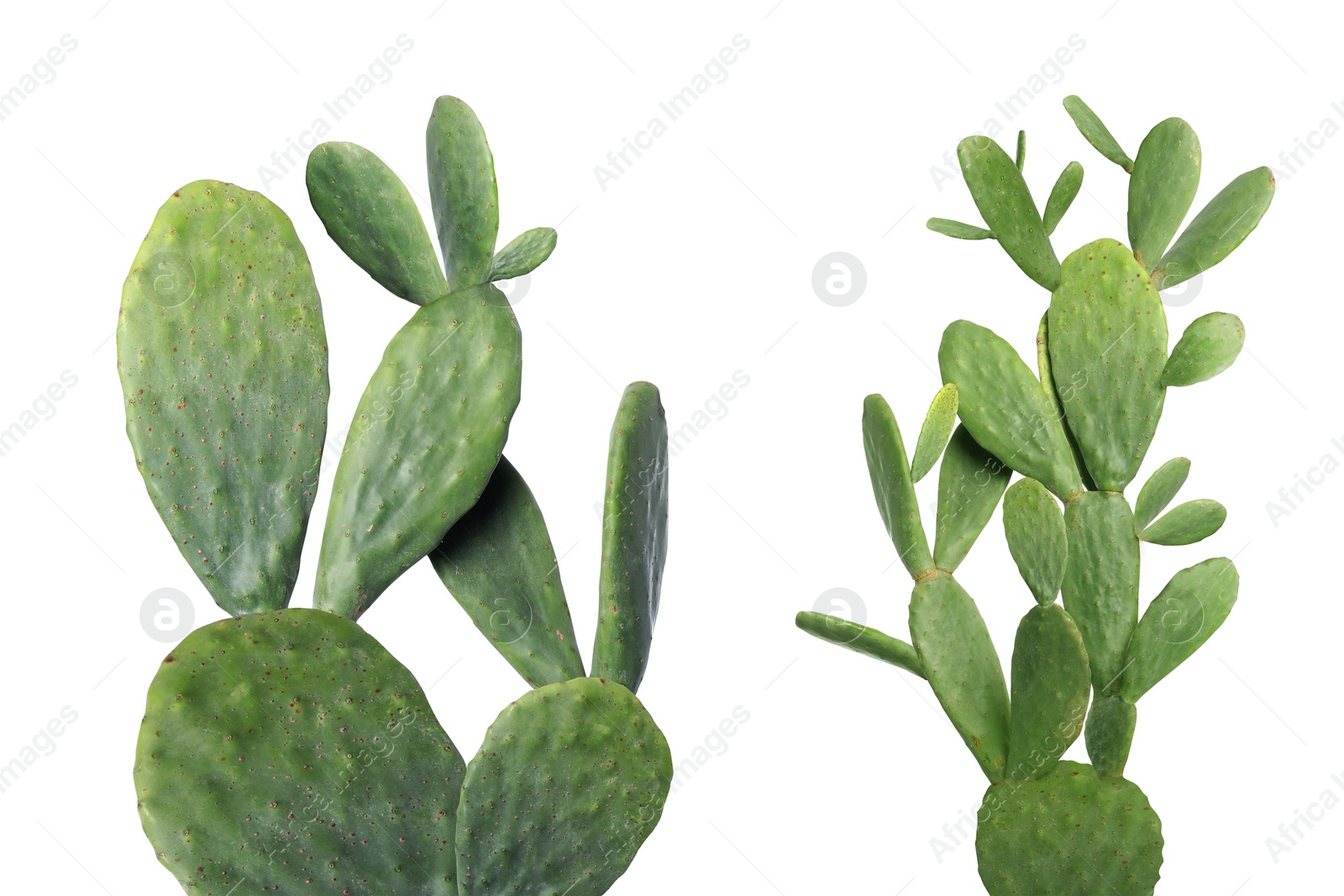 Image of Collage with beautiful cactuses on white background