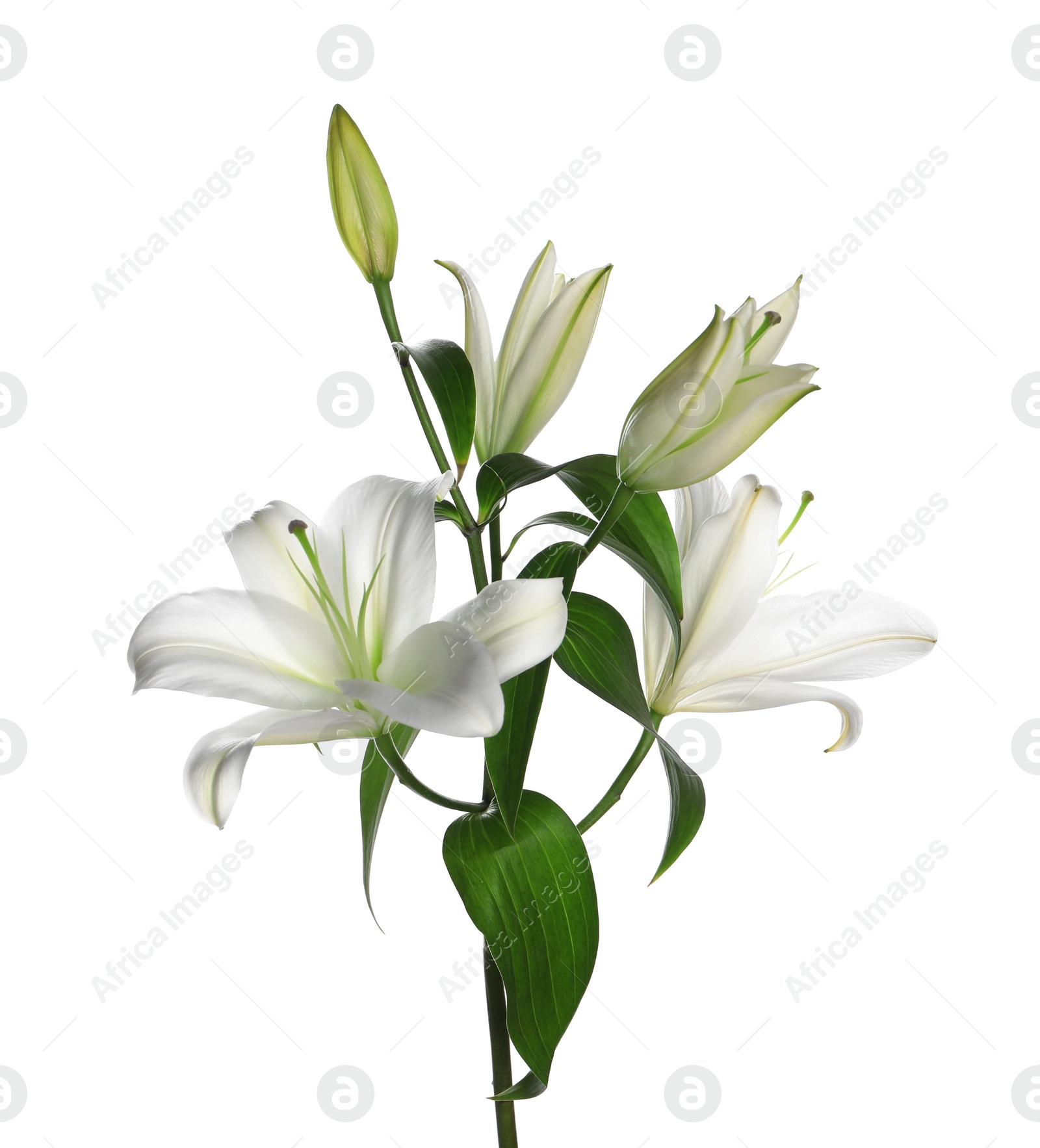 Photo of Beautiful fresh lily plant isolated on white