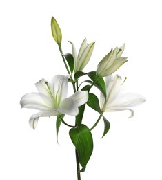 Photo of Beautiful fresh lily plant isolated on white