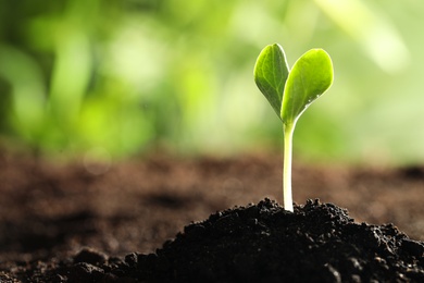 Young vegetable seedling growing in soil outdoors, space for text