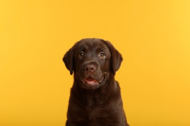 Photo of Cute chocolate Labrador Retriever puppy on yellow background