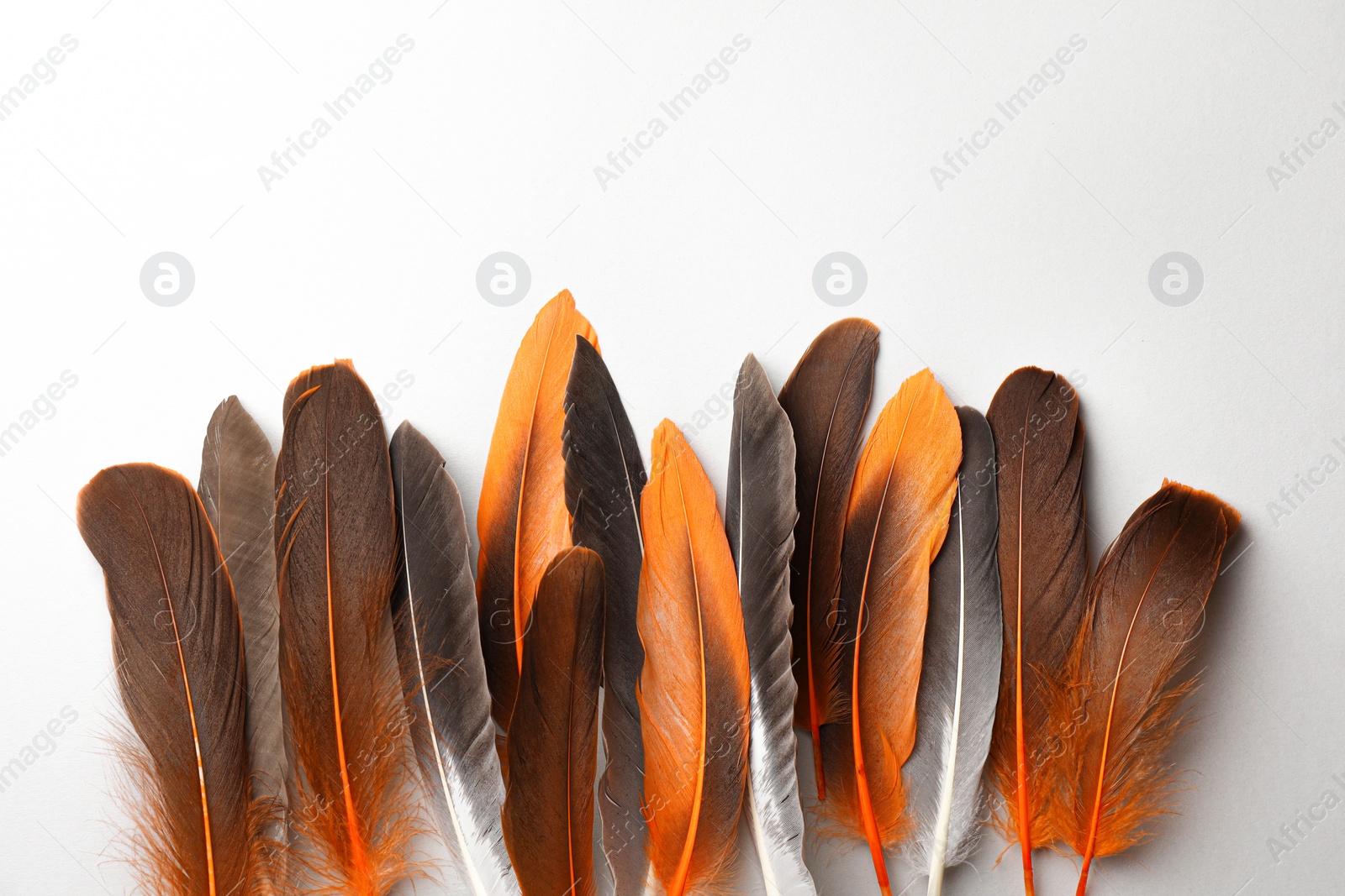 Photo of Many different bird feathers on white background, flat lay