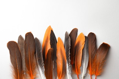 Photo of Many different bird feathers on white background, flat lay