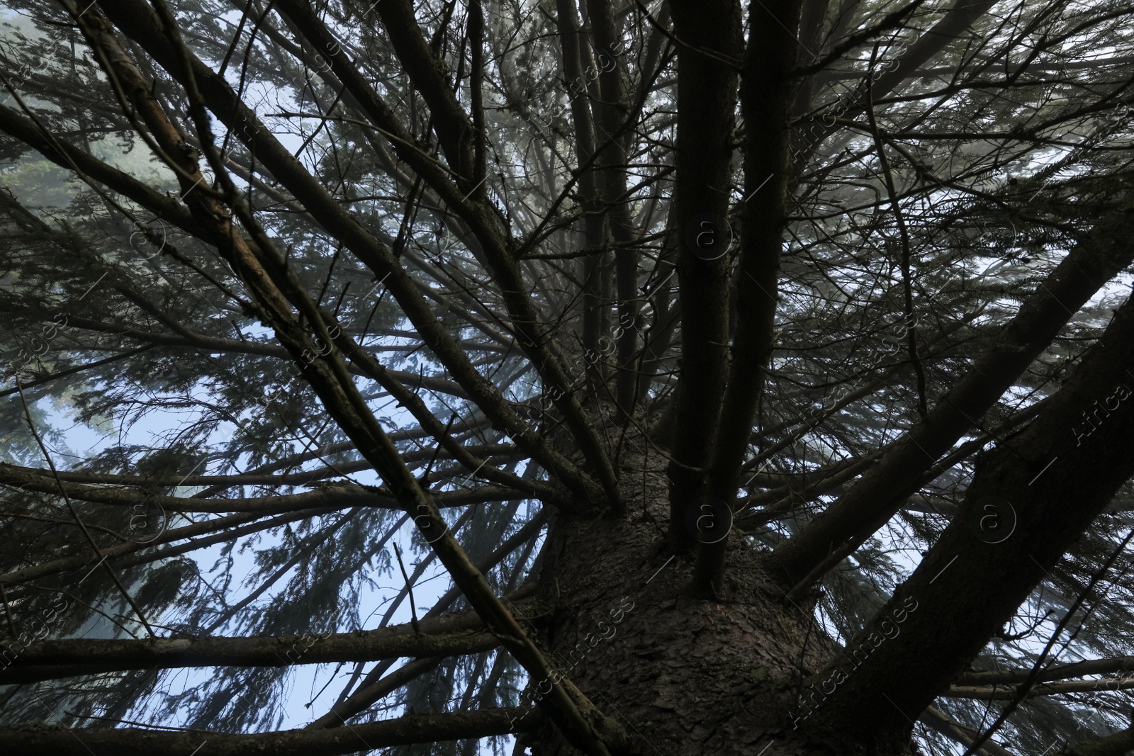 Photo of Beautiful coniferous tree growing outdoors, low angle view