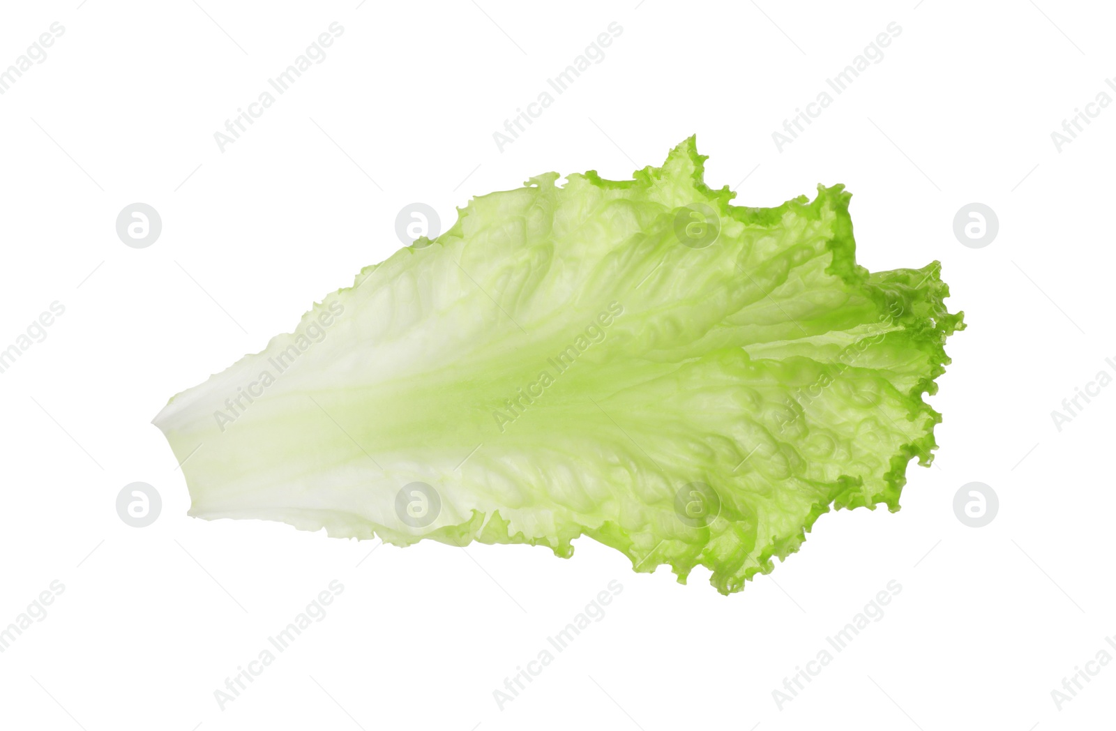 Photo of One green lettuce leaf isolated on white. Salad greens