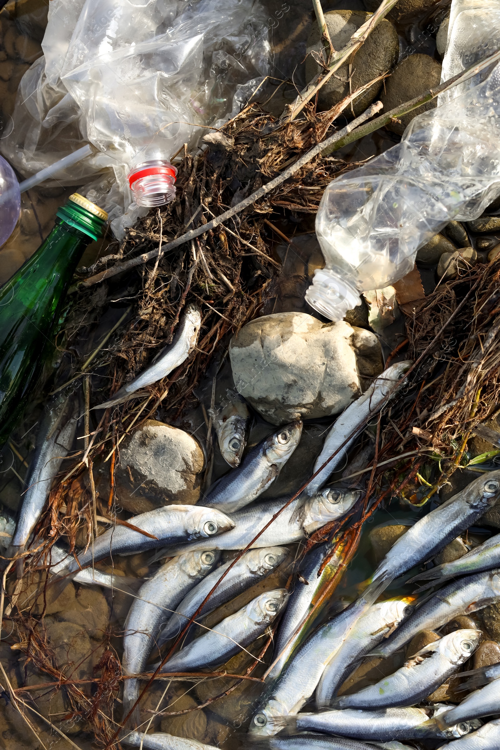 Photo of Dead fishes and trash near river, flat lay. Environmental pollution concept