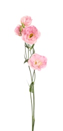 Photo of Beautiful pink Eustoma flowers isolated on white
