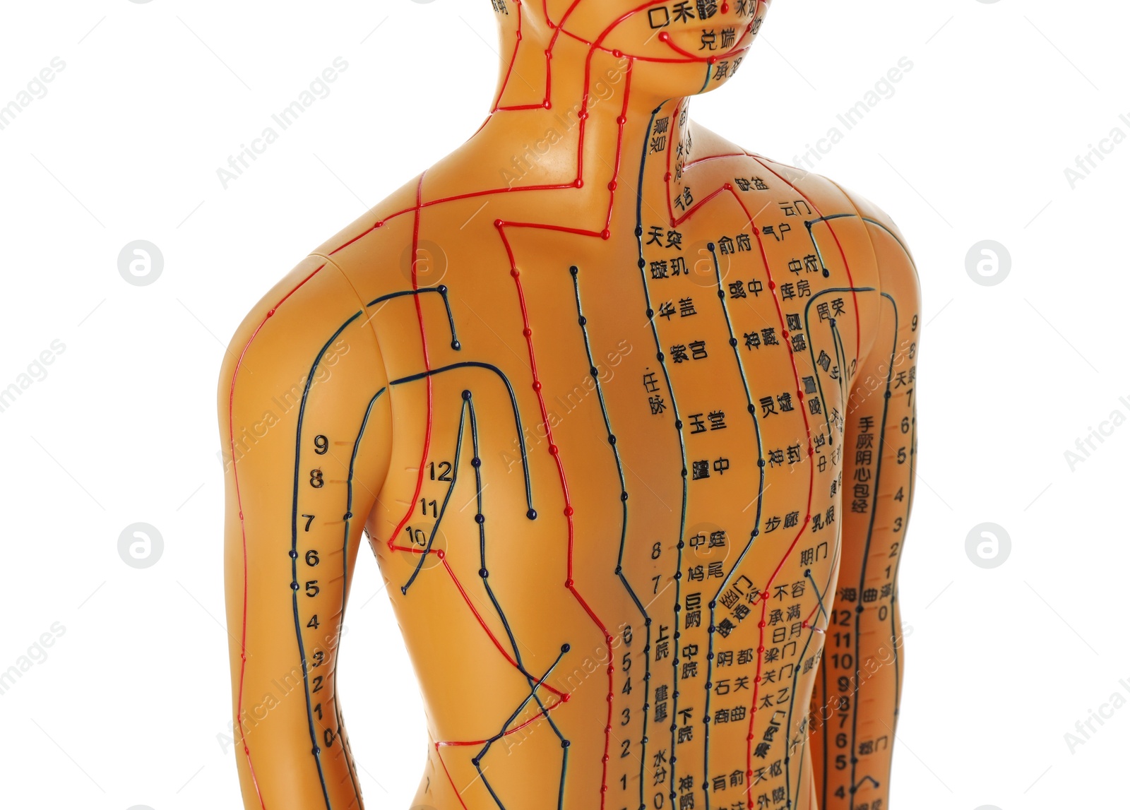 Photo of Acupuncture model. Mannequin with dots and lines isolated on white