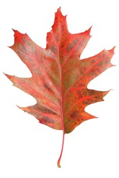 Photo of Autumn season. Oak leaf isolated on white