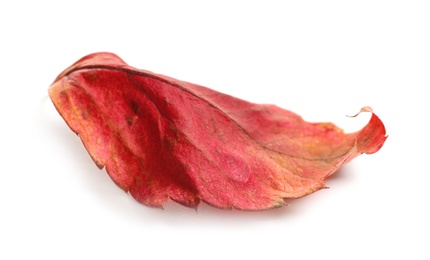 Photo of Beautiful autumn leaf on white background. Fall foliage