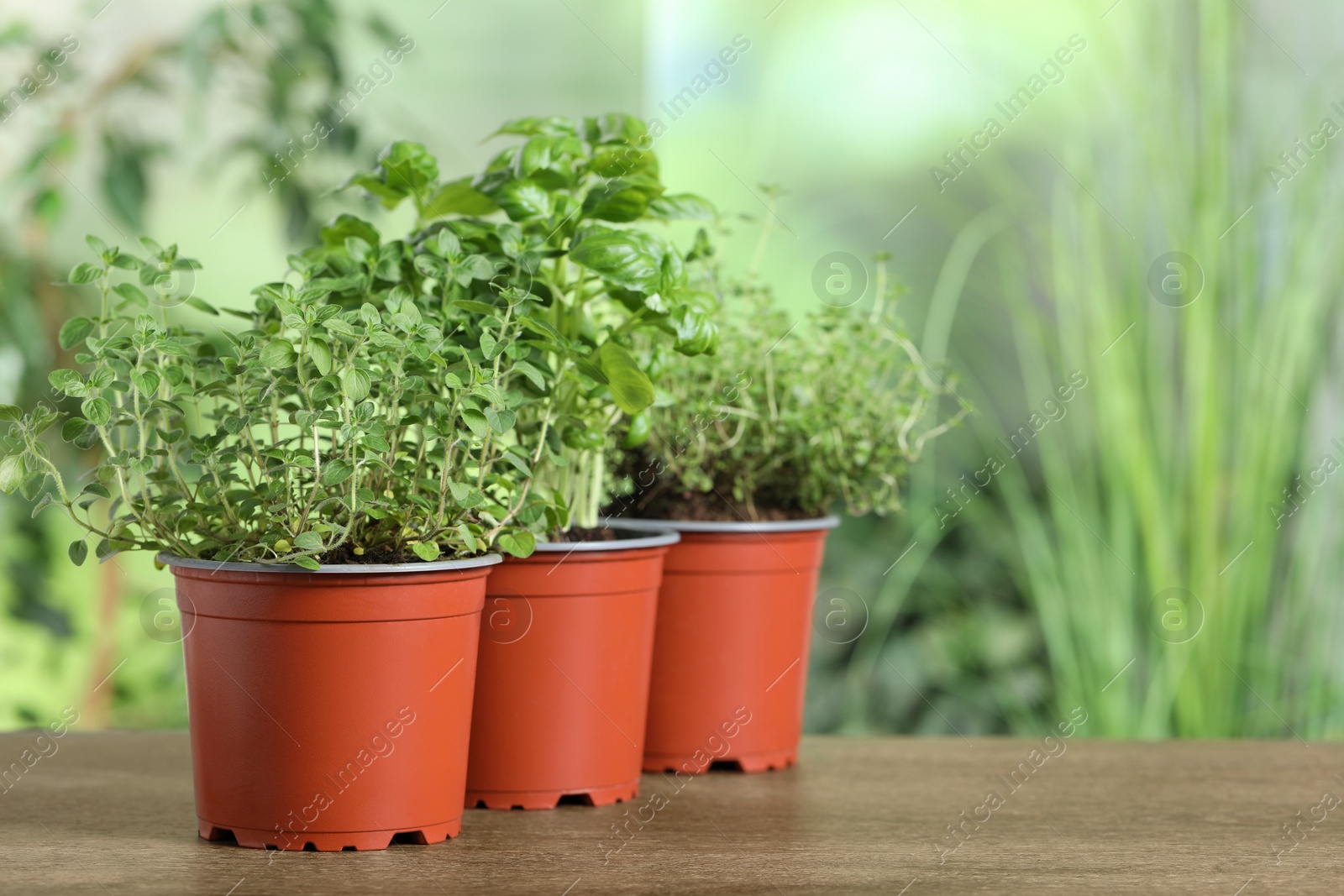 Photo of Different aromatic potted herbs on wooden table, space for text