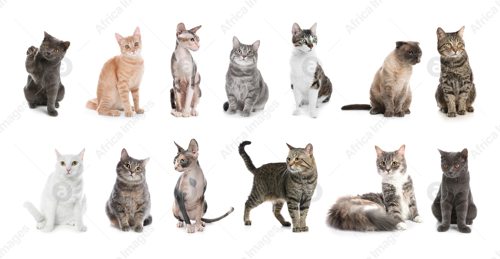 Image of Set of adorable pets on white background. Banner design 