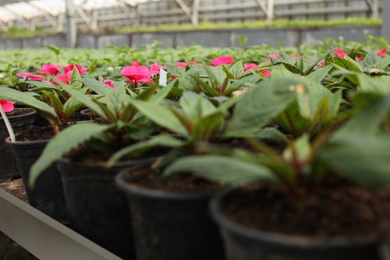 Photo of Many pots with soil and blooming flowers in greenhouse, closeup