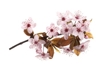 Photo of Cherry tree branch with beautiful pink blossoms isolated on white