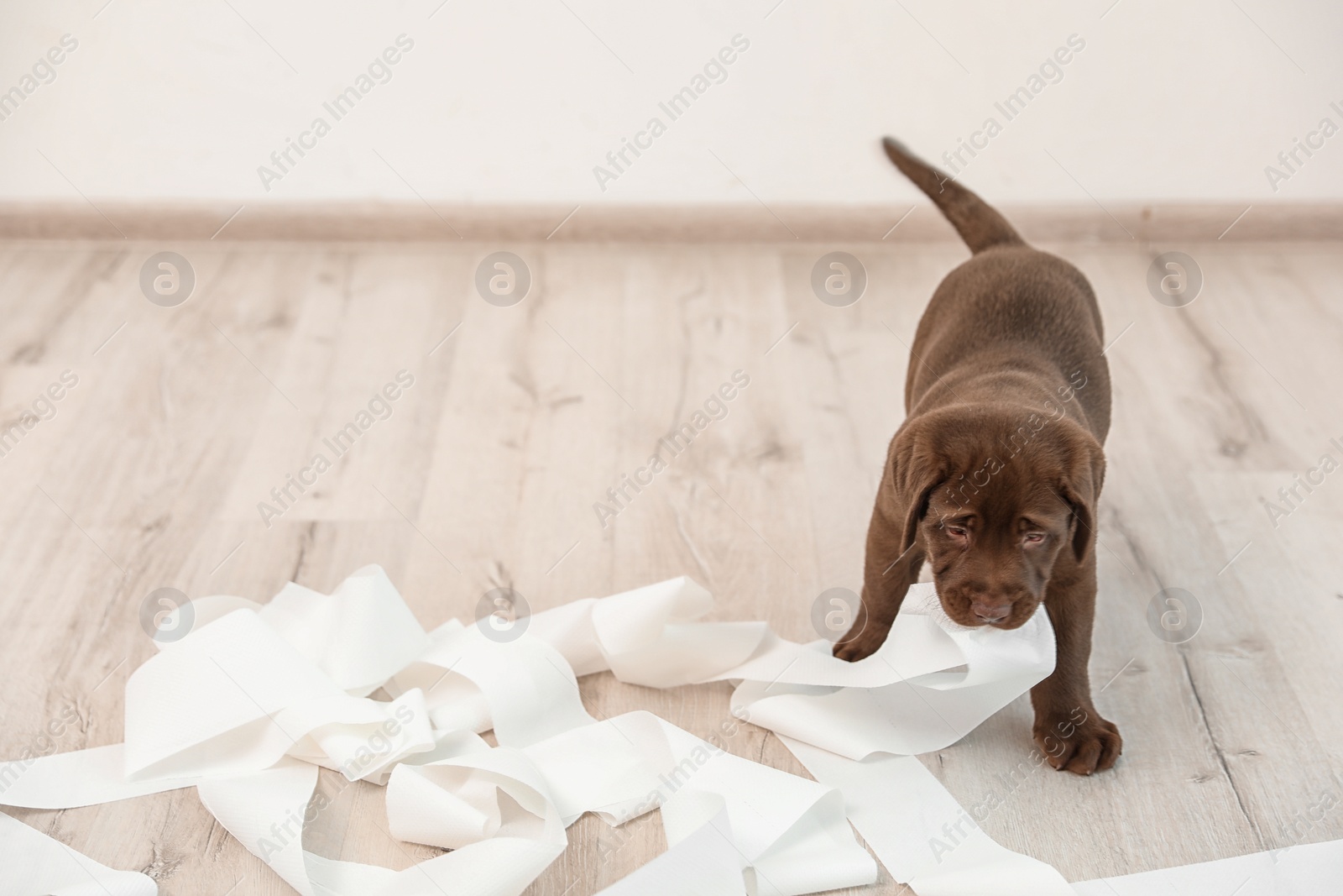 Photo of Cute chocolate Labrador Retriever puppy playing with torn paper on floor indoors. Space for text