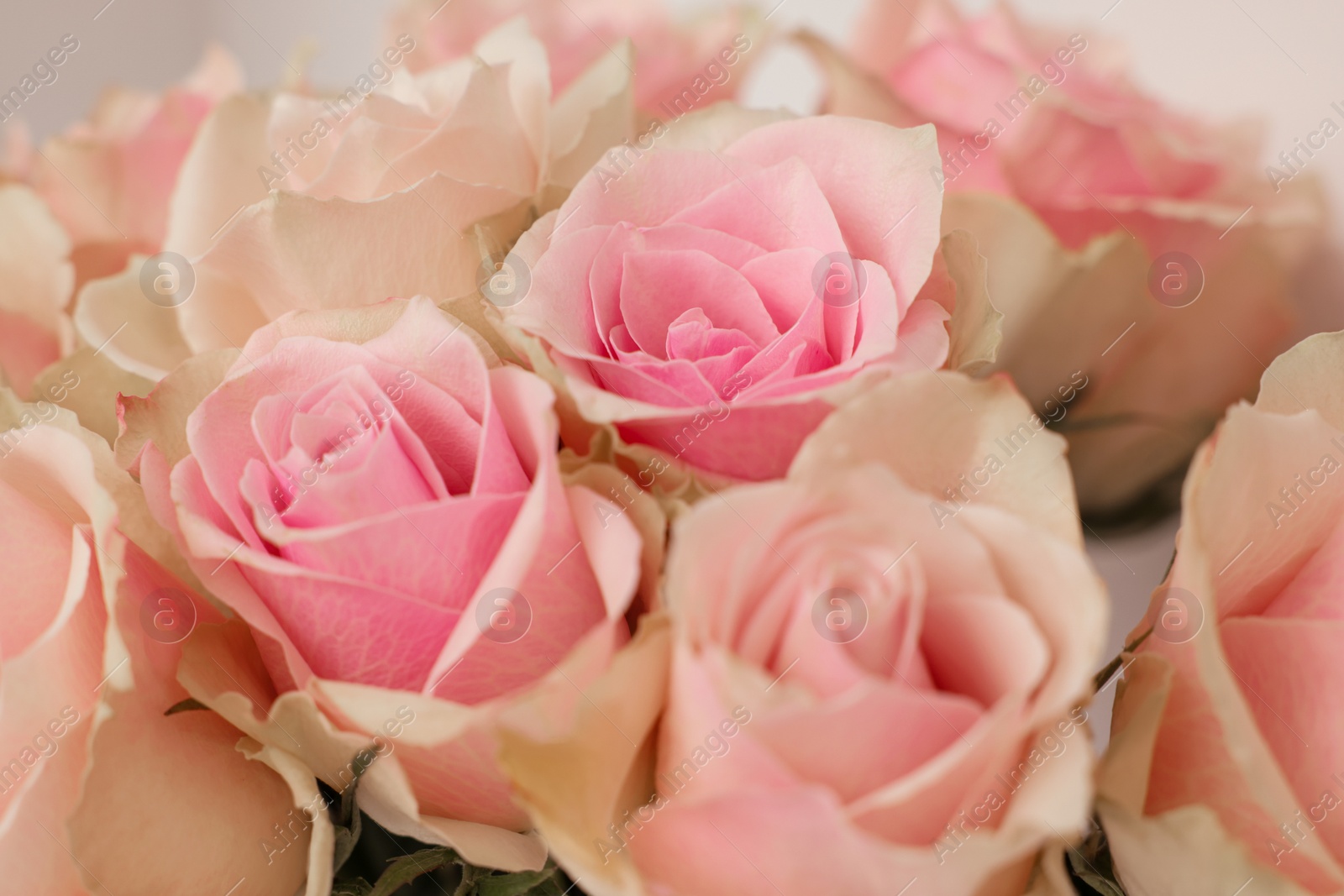 Photo of Beautiful bouquet of rose flowers, closeup view