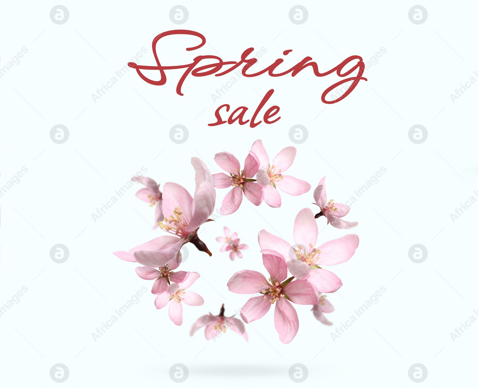 Image of Spring sale flyer design with text and beautiful pink flowers on white background