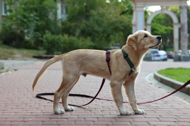 Cute Labrador Retriever puppy on leash in park