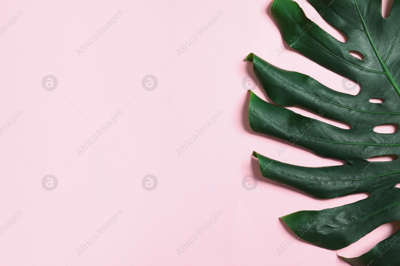 Photo of Green fresh monstera leaf on color background, top view with space for text. Tropical plant