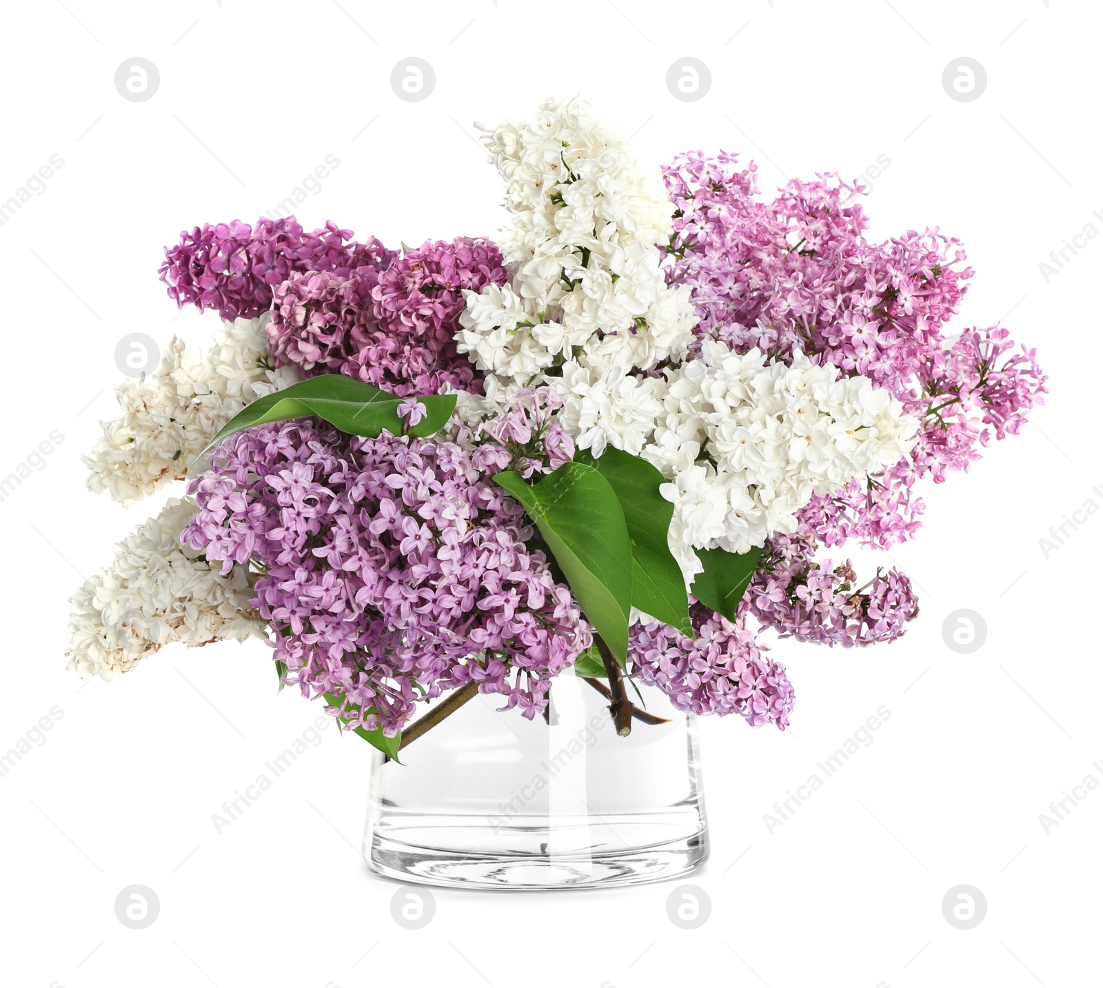 Photo of Beautiful lilac flowers in glass vase isolated on white