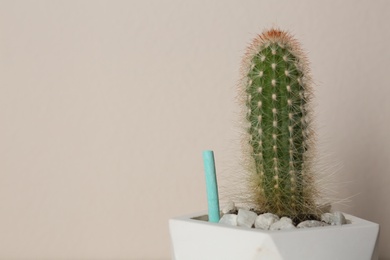 Beautiful house plant with fertilizer stick on beige background, closeup. Space for text