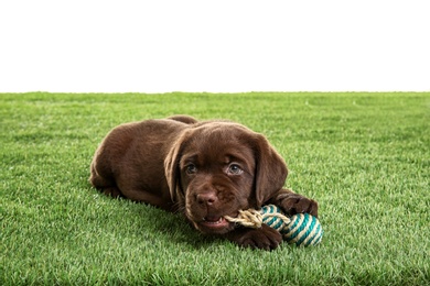 Chocolate Labrador Retriever puppy playing with toy on green grass against white background