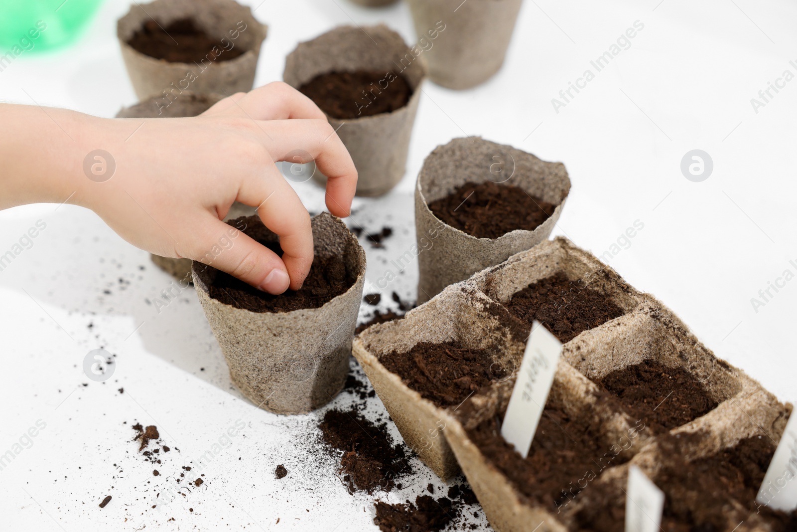 Photo of Little girl planting vegetable seeds into peat pots with soil at white table, closeup