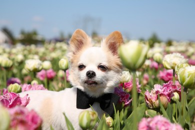 Cute Chihuahua dog among beautiful tulip flowers on sunny day