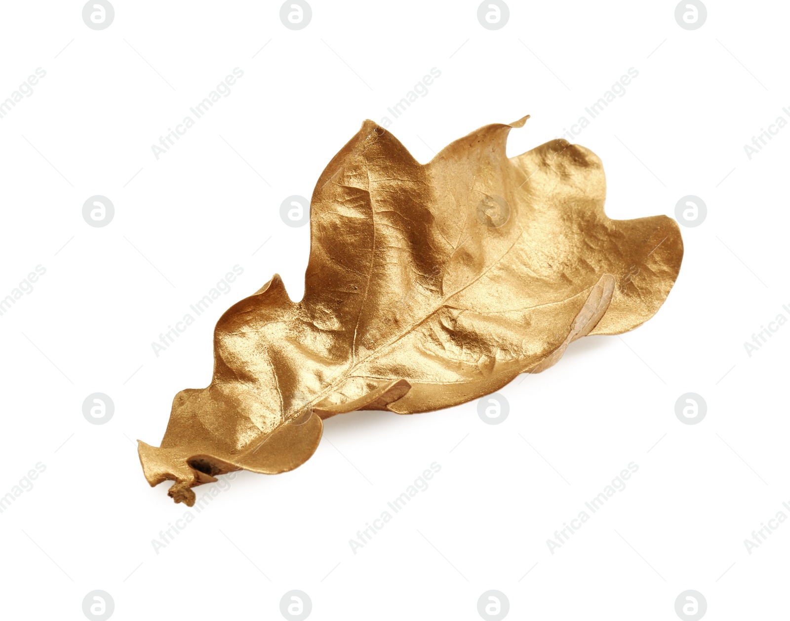 Photo of One golden oak leaf isolated on white. Autumn season