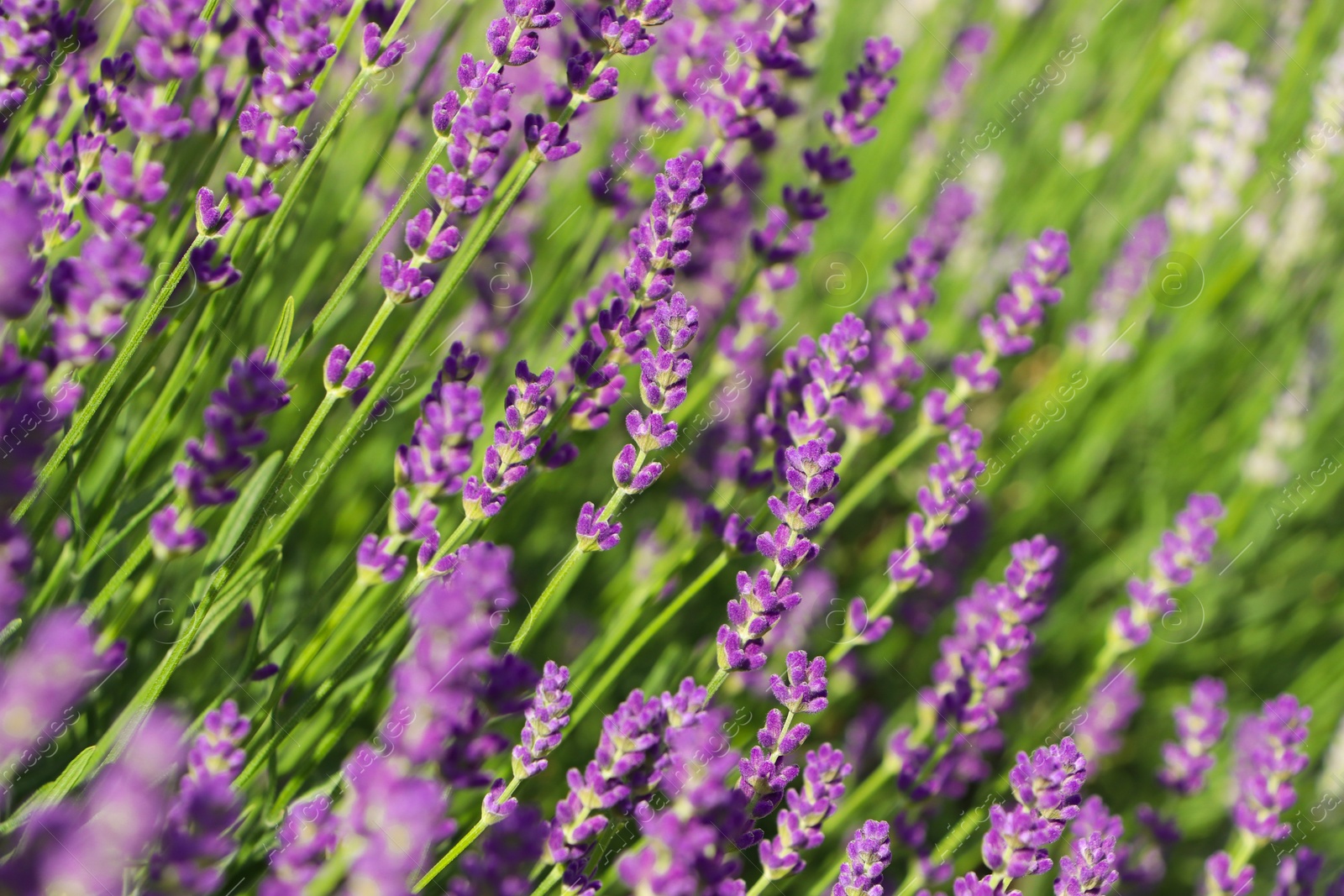 Photo of Beautiful blooming lavender plants in field on sunny day, closeup