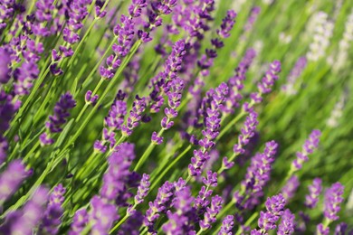 Photo of Beautiful blooming lavender plants in field on sunny day, closeup