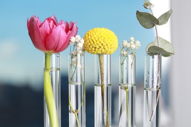 Photo of Different plants in test tubes on blurred background, closeup